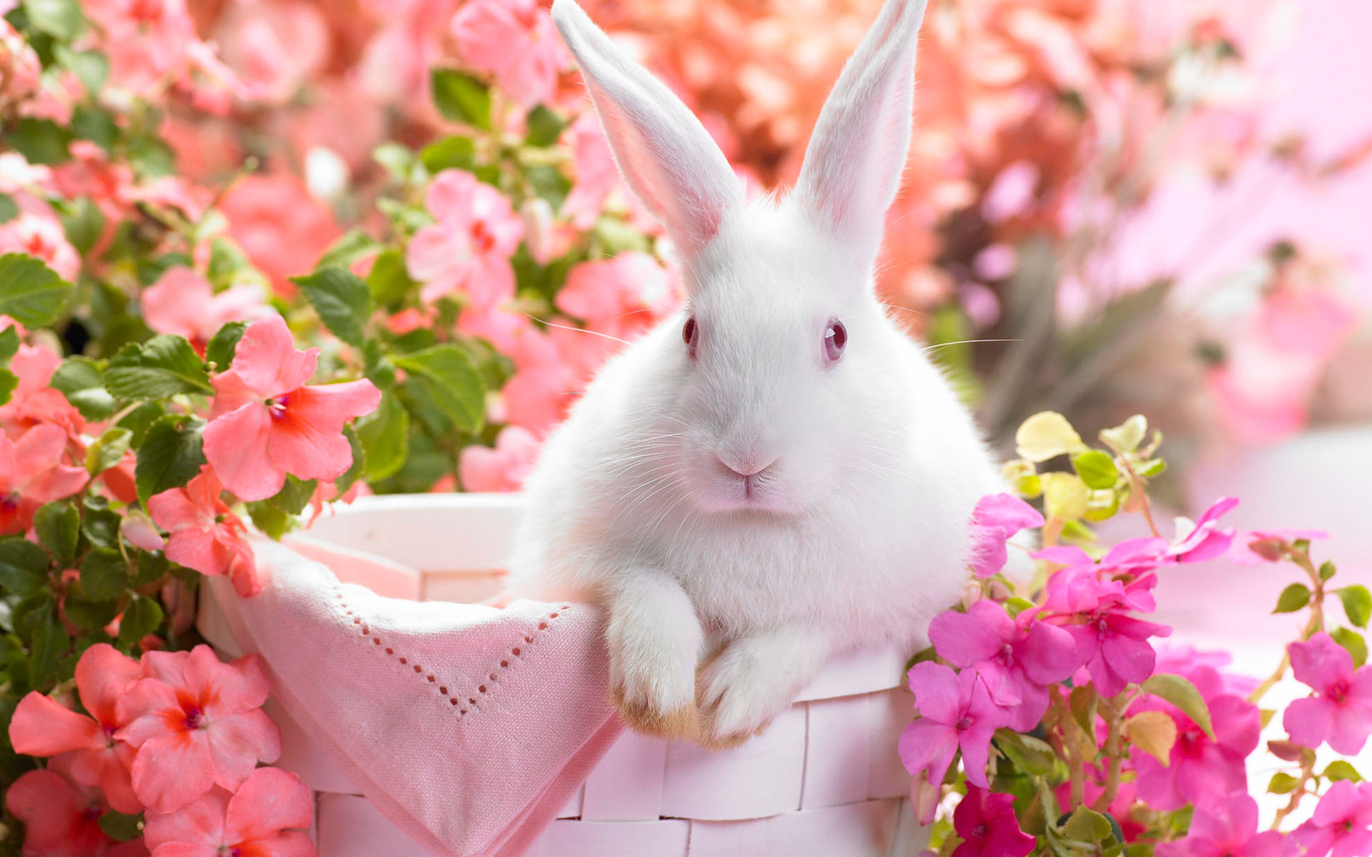 Springtime Hare769107127 - Springtime Hare - Springtime, Lovely, Hare
